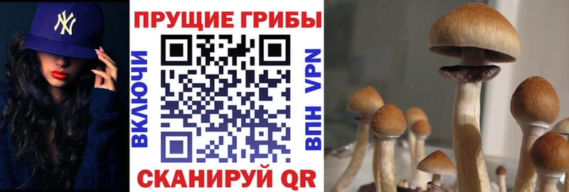 Купить  Канаш  Галлюциногенные грибы мухоморы 